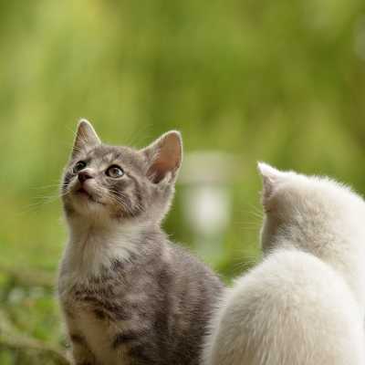 Jak przyzwyczaić do siebie dwa koty? Poradnik