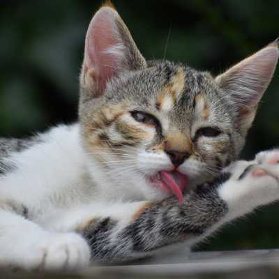 Co może zjeść nasz kot z grilla? Co mu będzie smakować?