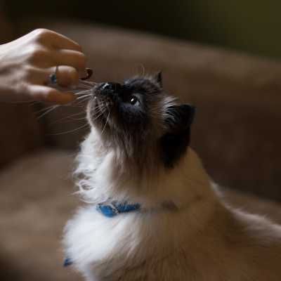 Jakie Surowe Mięso dla Kotów?