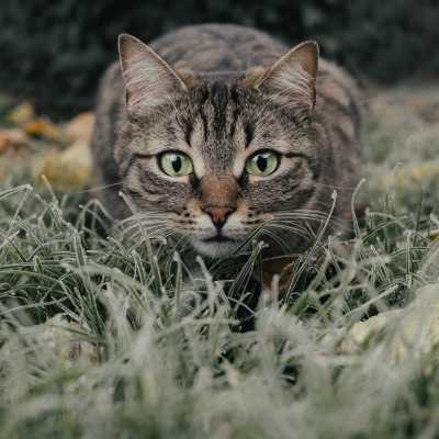 Laser do Zabawy z Kotem: Czy to Dobry Pomysł?