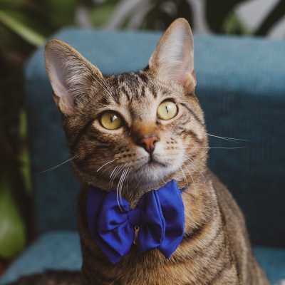 Obroża dla Kota z Dzwoneczkiem: Czy jest Bezpieczna dla Milusińskiego?