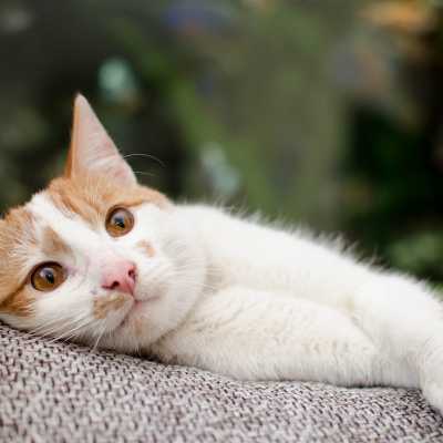 Jak Zdobyć Zaufanie Kota? Z naszymi 5 Skutecznymi Metodami