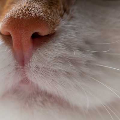 Mokry Nos u Kota: Co Oznacza?