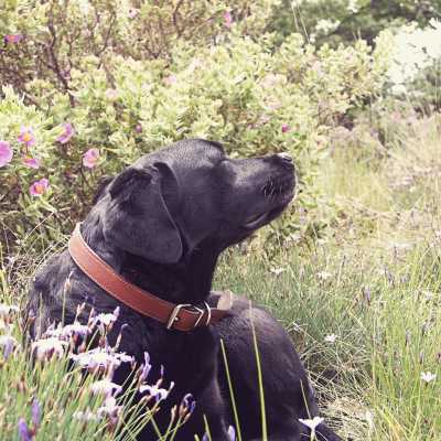 Jak Uspokoić Psa? Najlepsze Sposoby w Stresowych Sytuacjach