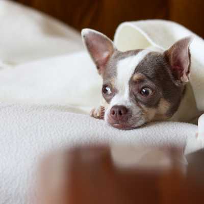 Jaki syrop dla psa na kaszel na przeziębienie?