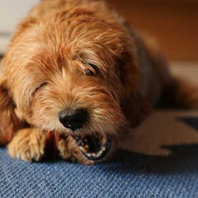 Co to są żwacze wołowe? Kiedy i jak podawać psu?