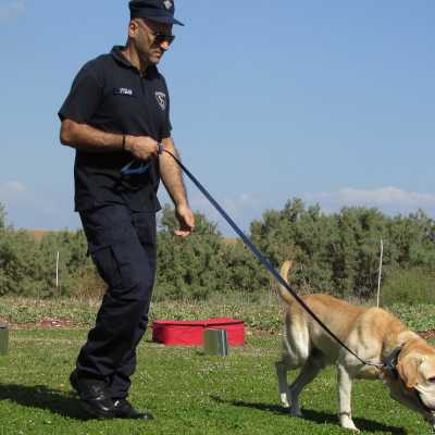 Psy policyjne: jakie rasy mogą nimi zostać i jakie role pełnią?