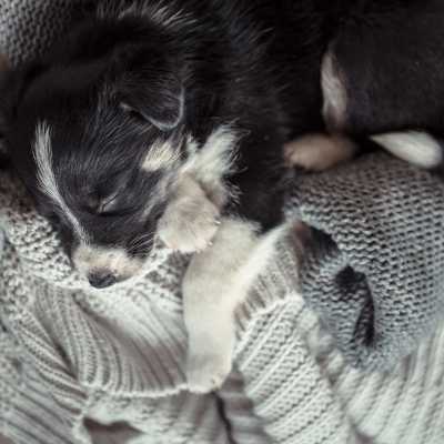 Dlaczego pies kładzie się na moich ubraniach?